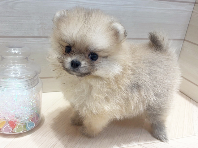 広島県のポメラニアン (ペッツファースト広島府中店/2025年5月8日生まれ/女の子/クリームセーブル)の子犬の3枚目の画像