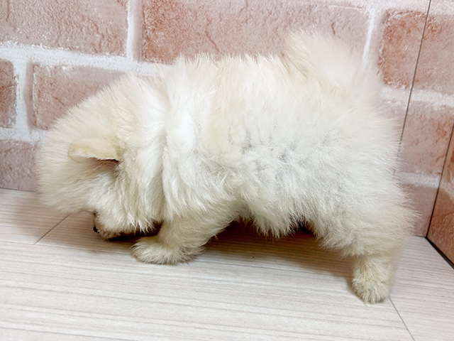 広島県のポメラニアン (ペッツファースト広島本通店/2025年5月7日生まれ/女の子/クリームホワイト)の子犬の2枚目の画像