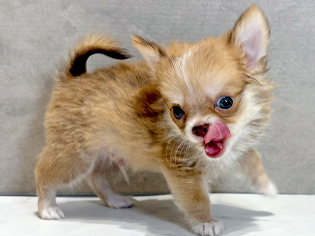 チワワ japan #toyama #チワワ