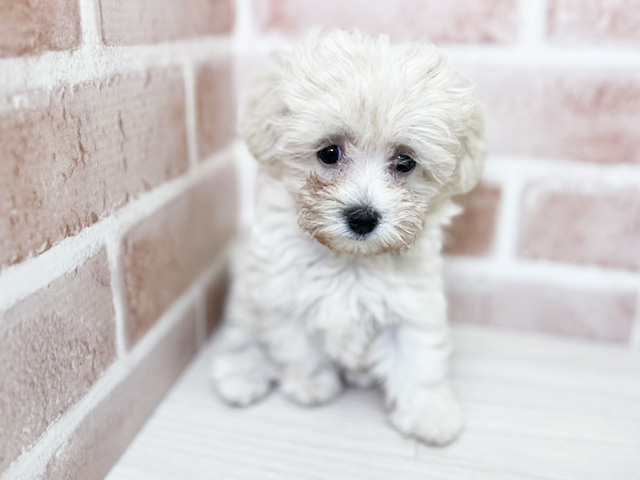 埼玉県のハーフ犬・ミックス犬 (ペッツファースト入間店/2025年5月4日生まれ/女の子/ホワイト)の子犬