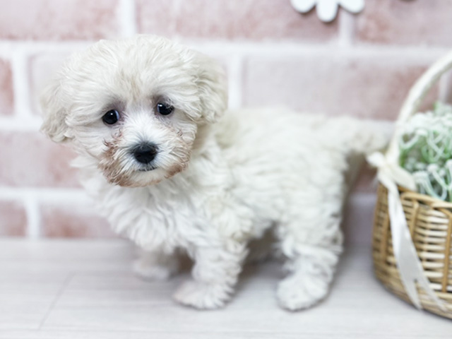2025年5月4日生まれのハーフ犬・ミックス犬の2枚目の写真