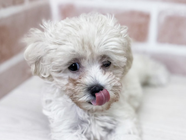 2025年5月4日生まれのハーフ犬・ミックス犬の3枚目の写真