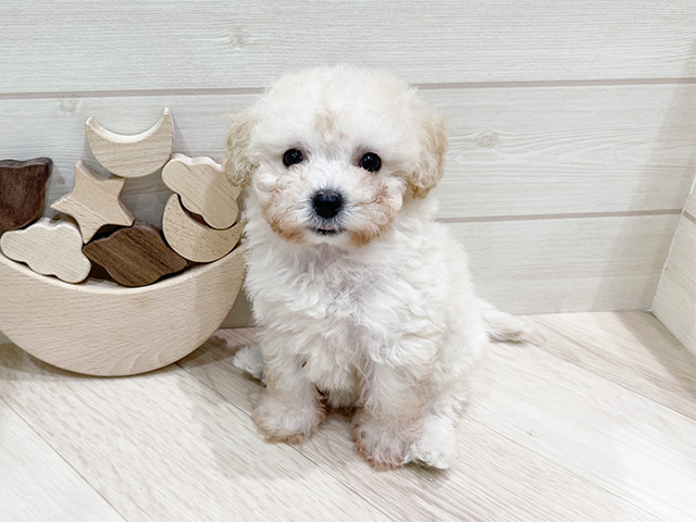 兵庫県のハーフ犬・ミックス犬 (ペッツファースト神戸元町店/2025年5月4日生まれ/男の子/ホワイト)の子犬の1枚目の画像