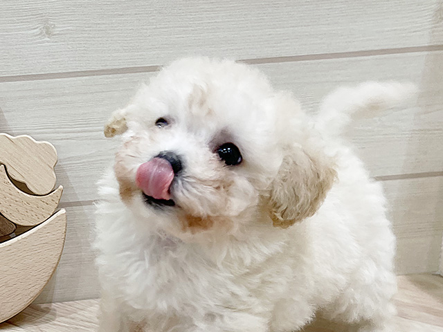 兵庫県のハーフ犬・ミックス犬 (ペッツファースト神戸元町店/2025年5月4日生まれ/男の子/ホワイト)の子犬の3枚目の画像