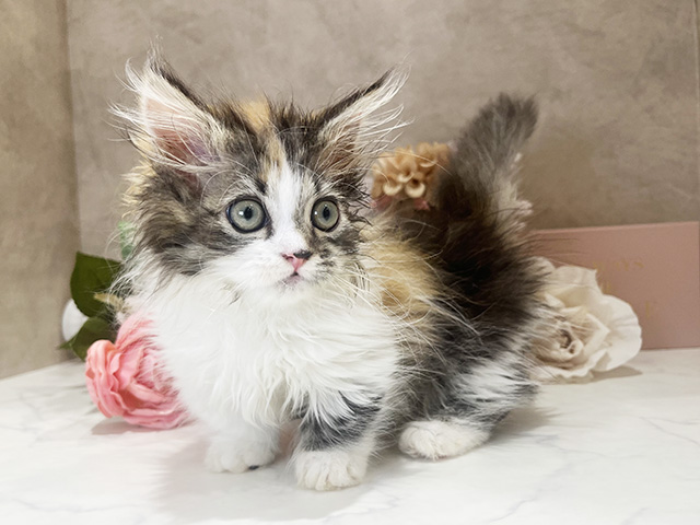 東京都のミヌエット (ペッツファースト新宿店/2025年4月27日生まれ/女の子/キャリコ)の子猫の2枚目の画像