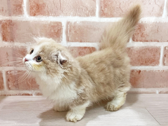 神奈川県のマンチカン (ペッツファーストfor cats横浜元町店/2025年5月9日生まれ/男の子/クリームタビーホワイト)の子猫の2枚目の画像