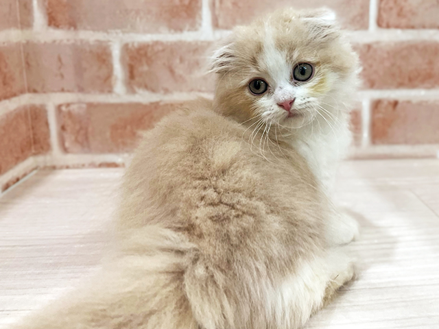 神奈川県のマンチカン (ペッツファーストfor cats横浜元町店/2025年5月9日生まれ/男の子/クリームタビーホワイト)の子猫の3枚目の画像