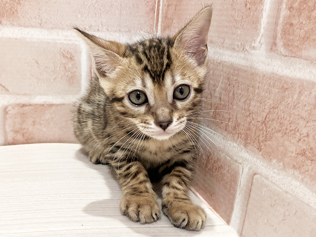 東京都のベンガル (ペッツファースト町田店/2025年5月9日生まれ/男の子/ブラウンスポットタビー)の子猫の1枚目の画像