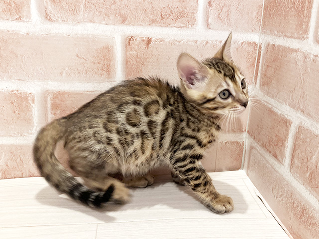 東京都のベンガル (ペッツファースト町田店/2025年5月9日生まれ/男の子/ブラウンスポットタビー)の子猫の2枚目の画像