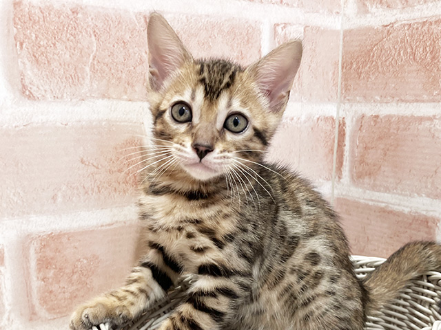 東京都のベンガル (ペッツファースト町田店/2025年5月9日生まれ/男の子/ブラウンスポットタビー)の子猫の3枚目の画像