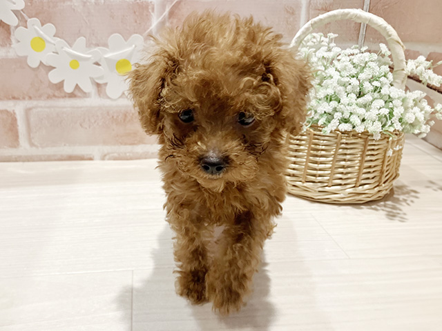 神奈川県のタイニープードル (ペッツファースト横浜元町店/2025年5月4日生まれ/男の子/レッド)の子犬の1枚目の画像