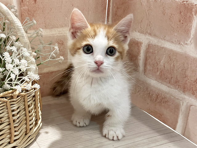 東京都のマンチカン (ペッツファースト町田店/2025年5月1日生まれ/男の子/レッドタビーホワイト)の子猫の1枚目の画像
