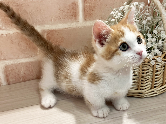 東京都のマンチカン (ペッツファースト町田店/2025年5月1日生まれ/男の子/レッドタビーホワイト)の子猫の2枚目の画像