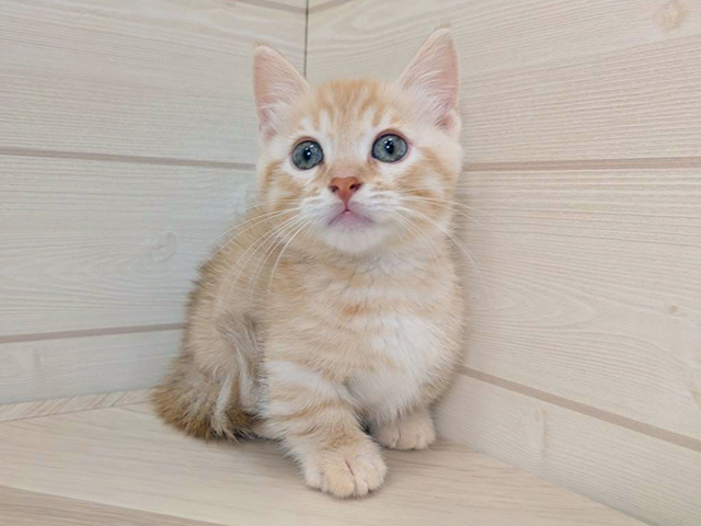マンチカン