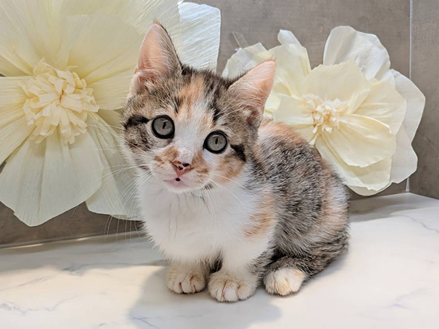 埼玉県のマンチカン (ペッツファースト川口店/2025年5月1日生まれ/女の子/キャリコ)の子猫の3枚目の画像