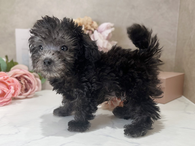東京都のタイニープードル (ペッツファースト新宿店/2025年5月11日生まれ/男の子/シルバー)の子犬の2枚目の画像