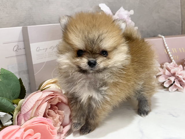 東京都のポメラニアン (ペッツファースト新宿店/2025年5月10日生まれ/女の子/オレンジ)の子犬の1枚目の画像