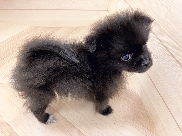 福岡県のポメラニアン (ペッツファースト大牟田店/2025年5月8日生まれ/男の子/ブラック)の子犬の2枚目の画像