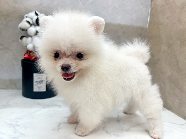 広島県のポメラニアン (ペッツファースト宇品店/2025年5月12日生まれ/男の子/ホワイト)の子犬の3枚目の画像