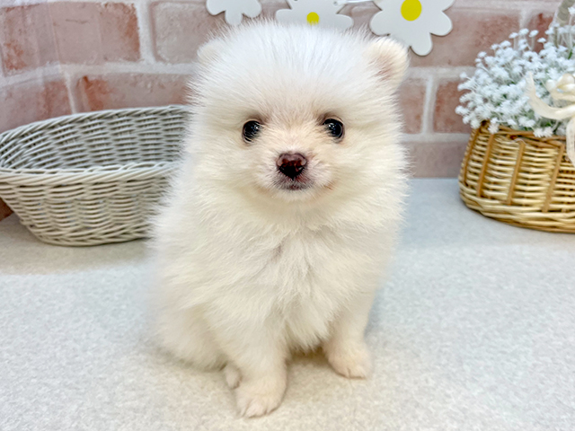 東京都のポメラニアン (ペッツファーストお台場店/2025年5月12日生まれ/女の子/ホワイト)の子犬の1枚目の画像