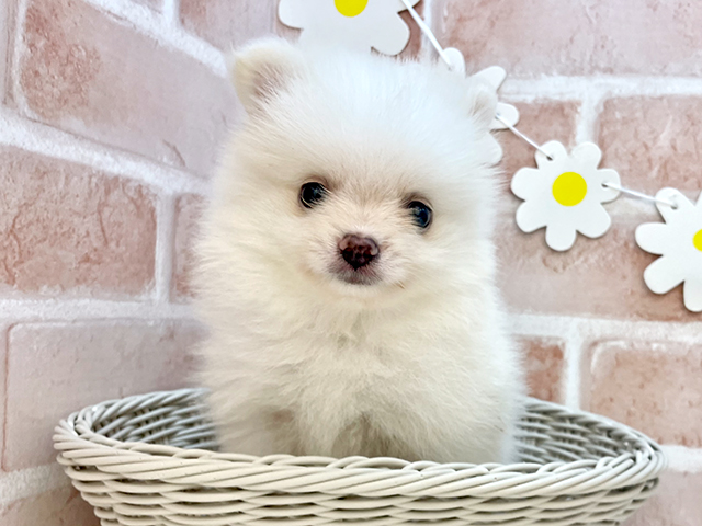 東京都のポメラニアン (ペッツファーストお台場店/2025年5月12日生まれ/女の子/ホワイト)の子犬の3枚目の画像