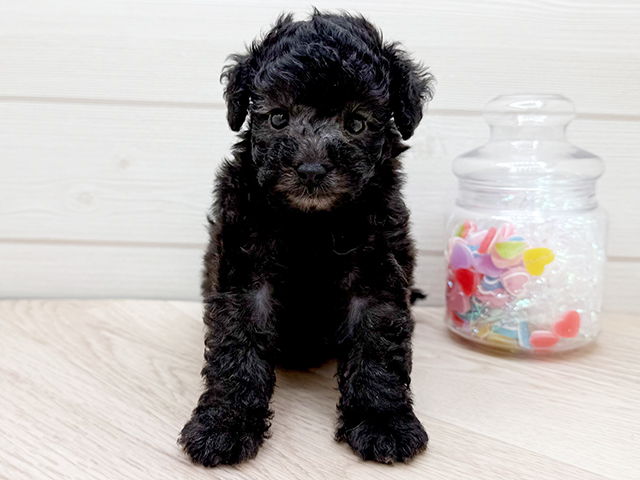 東京都のタイニープードル (ペッツファースト渋谷店/2025年5月12日生まれ/男の子/シルバー)の子犬