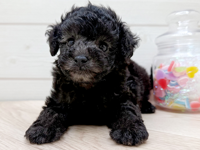 東京都のタイニープードル (ペッツファースト渋谷店/2025年5月12日生まれ/男の子/シルバー)の子犬の3枚目の画像
