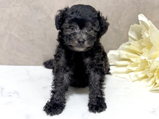 東京都のタイニープードル (ペッツファースト池袋店/2025年5月12日生まれ/女の子/シルバー)の子犬の1枚目の画像