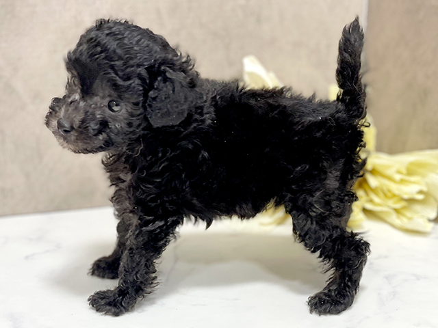 東京都のタイニープードル (ペッツファースト池袋店/2025年5月12日生まれ/女の子/シルバー)の子犬の2枚目の画像