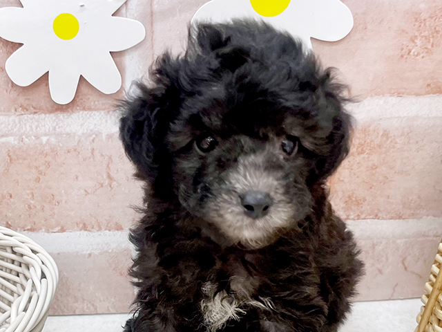 東京都のタイニープードル (ペッツファーストお台場店/2025年5月12日生まれ/女の子/シルバー)の子犬の3枚目の画像