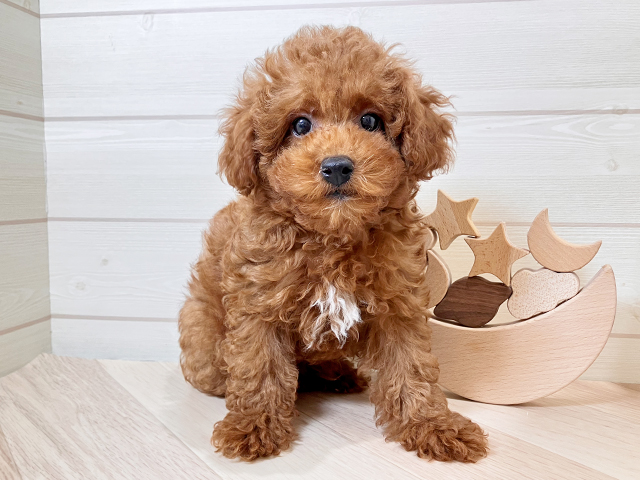 鳥取県のトイプードル(トイ) (ペッツファースト日吉津店/2025年5月12日生まれ/男の子/レッド)の子犬の1枚目の画像