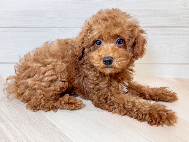 鳥取県のトイプードル(トイ) (ペッツファースト日吉津店/2025年5月12日生まれ/男の子/レッド)の子犬の2枚目の画像