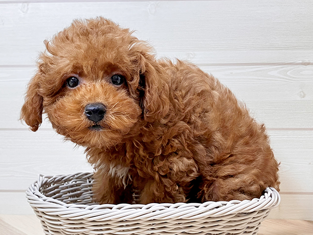 鳥取県のトイプードル(トイ) (ペッツファースト日吉津店/2025年5月12日生まれ/男の子/レッド)の子犬の3枚目の画像