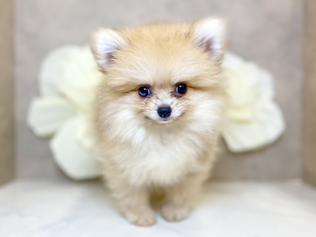 奈良県のポメラニアン (ペッツファースト橿原店/2025年5月10日生まれ/男の子/オレンジ)の子犬