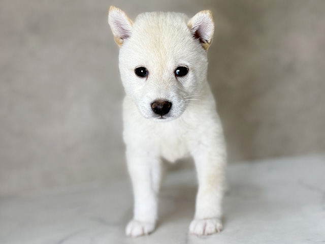 埼玉県の豆柴 (ペッツファーストふじみ野店/2025年5月10日生まれ/男の子/白)の子犬の1枚目の画像