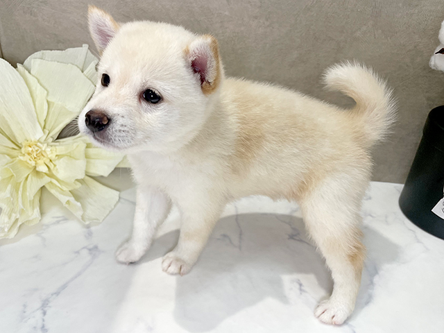埼玉県の豆柴 (ペッツファーストふじみ野店/2025年5月10日生まれ/男の子/白)の子犬の2枚目の画像