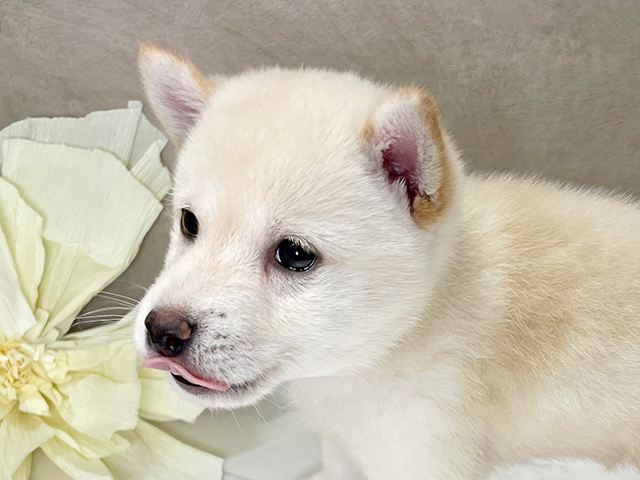 埼玉県の豆柴 (ペッツファーストふじみ野店/2025年5月10日生まれ/男の子/白)の子犬の3枚目の画像
