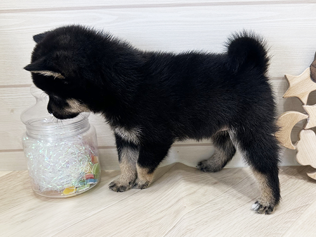広島県の豆柴 (ペッツファースト広島府中店/2025年5月12日生まれ/男の子/黒)の子犬の2枚目の画像