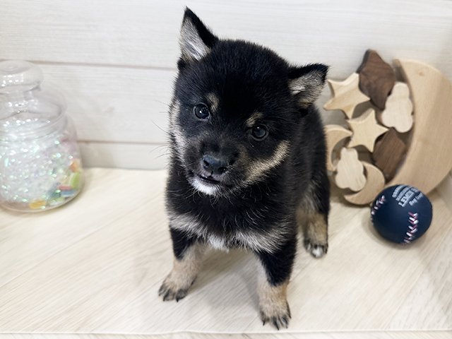 広島県の豆柴 (ペッツファースト広島府中店/2025年5月12日生まれ/男の子/黒)の子犬の3枚目の画像