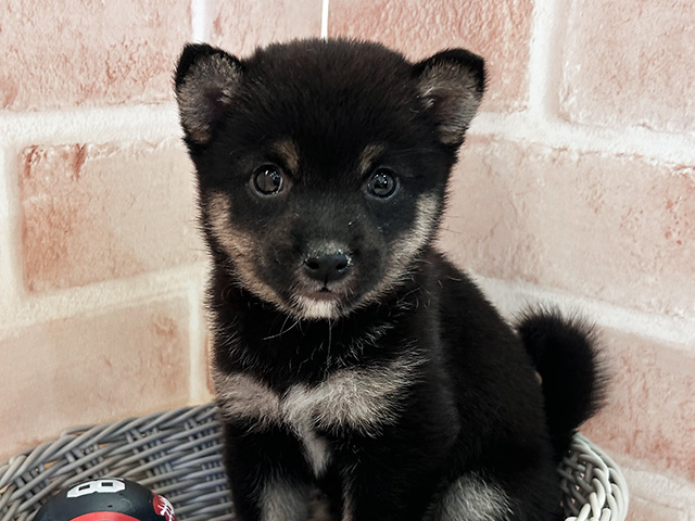 東京都の豆柴 (ペッツファースト町田店/2025年5月12日生まれ/女の子/黒)の子犬の3枚目の画像