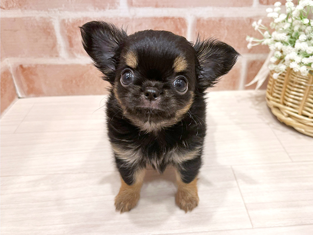 チワワ