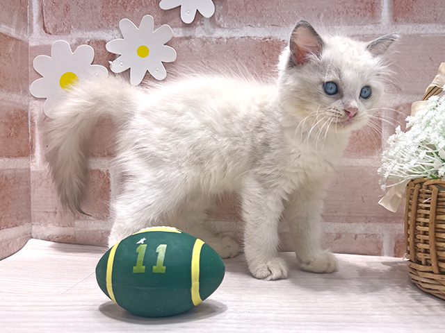 福岡県のラグドール (ペッツファースト筑紫野店/2025年5月11日生まれ/男の子/ブルーポイントバイカラー)の子猫の2枚目の画像