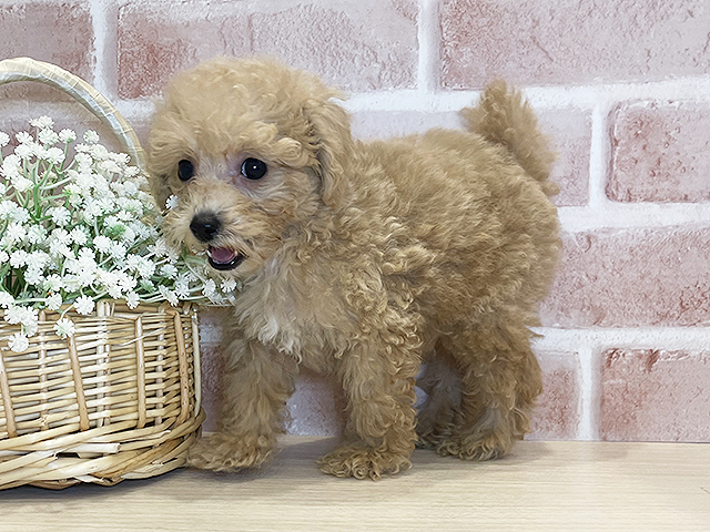 東京都のタイニープードル (ペッツファースト広尾店/2025年5月12日生まれ/男の子/クリーム)の子犬の2枚目の画像