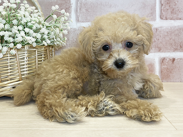 東京都のタイニープードル (ペッツファースト広尾店/2025年5月12日生まれ/男の子/クリーム)の子犬の3枚目の画像