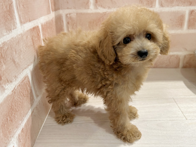 東京都のタイニープードル (ペッツファースト町田店/2025年5月12日生まれ/男の子/アプリコット)の子犬の2枚目の画像