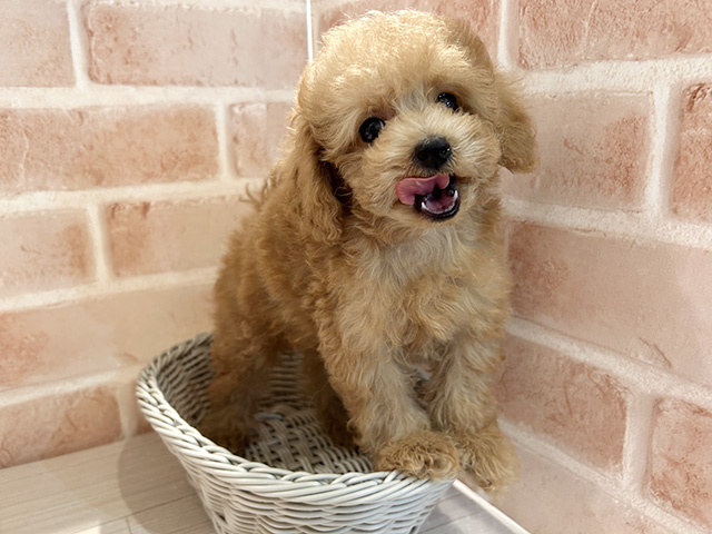 東京都のタイニープードル (ペッツファースト町田店/2025年5月12日生まれ/男の子/アプリコット)の子犬の3枚目の画像