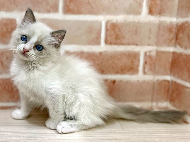 神奈川県のラグドール (ペッツファーストfor cats横浜元町店/2025年5月13日生まれ/男の子/ブルーポイントバイカラー)の子猫の2枚目の画像