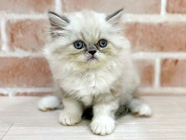 神奈川県のエキゾチック (ペッツファーストfor cats横浜元町店/2025年5月13日生まれ/男の子/ブルーリンクスポイント)の子猫の1枚目の画像