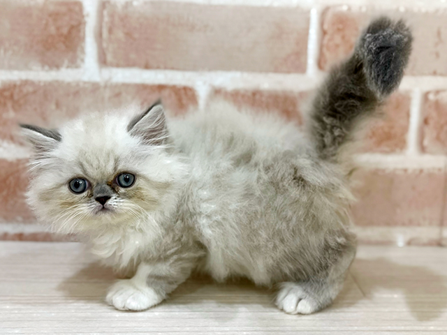神奈川県のエキゾチック (ペッツファーストfor cats横浜元町店/2025年5月13日生まれ/男の子/ブルーリンクスポイント)の子猫の2枚目の画像