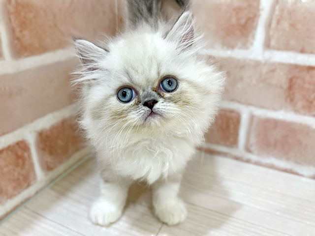 神奈川県のエキゾチック (ペッツファーストfor cats横浜元町店/2025年5月13日生まれ/男の子/ブルーリンクスポイント)の子猫の3枚目の画像